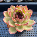 Echeveria 'Black Queen' Hybrid 3"-4" Seed-Grown Succulent Plant