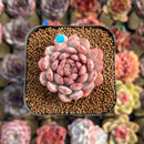 Echeveria 'Goldfinch' 2" Succulent Plant Cutting