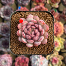 Echeveria 'Goldfinch' 2" Succulent Plant Cutting