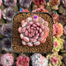 Echeveria 'Goldfinch' 2" Succulent Plant Cutting