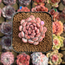 Echeveria 'Goldfinch' 2" Succulent Plant Cutting