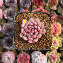 Echeveria 'Goldfinch' 2" Succulent Plant Cutting