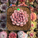 Echeveria 'Goldfinch' 2" Succulent Plant Cutting