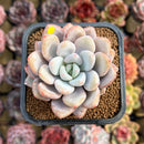 Graptoveria 'Queens Bowl' 2" Air Magic Hybrid Succulent Plant Cutting