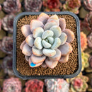 Graptoveria 'Queens Bowl' 2" Air Magic Hybrid Succulent Plant Cutting