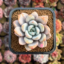 Graptoveria 'Queens Bowl' 2" Air Magic Hybrid Succulent Plant Cutting