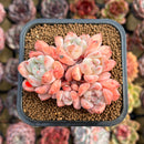 Echeveria 'Birch' Cluster 2" Succulent Plant Cutting