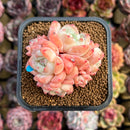 Echeveria 'Birch' Cluster 2" Succulent Plant Cutting