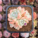 Echeveria 'Birch' Cluster 2" Succulent Plant Cutting