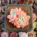 Echeveria 'Birch' Cluster 2" Succulent Plant Cutting