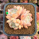 Echeveria 'Birch' Cluster 2" Succulent Plant Cutting
