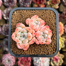 Echeveria 'Birch' Cluster 2" Succulent Plant Cutting