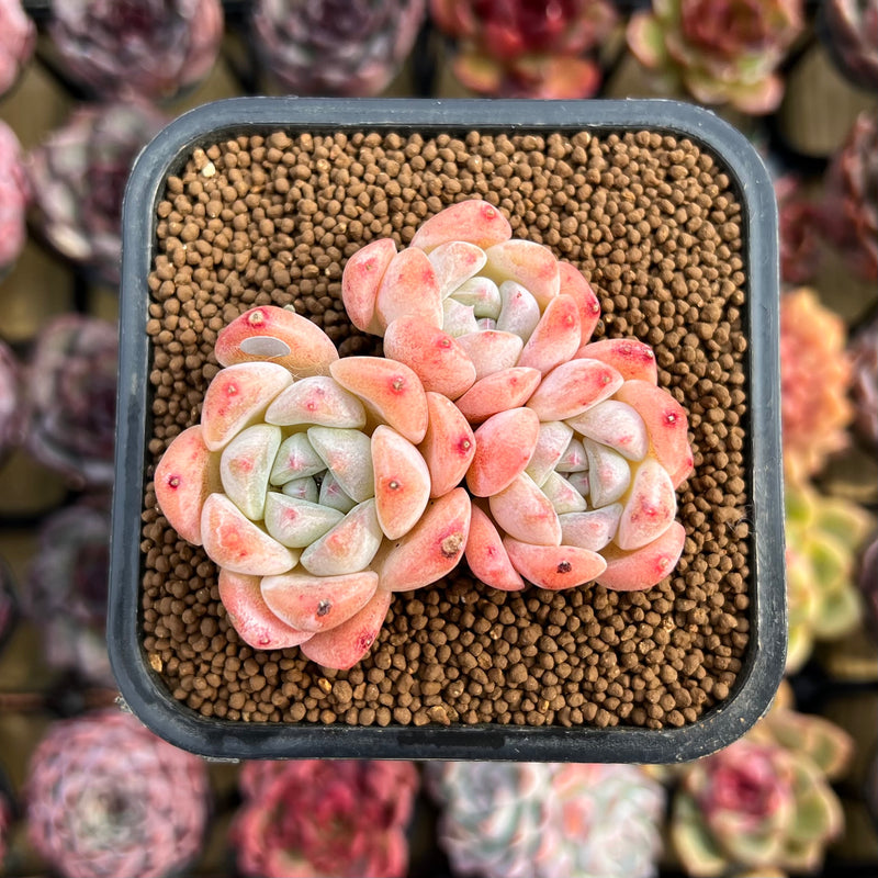 birch succulent Echeveria 'Birch' Cluster 2" Succulent Plant Cutting