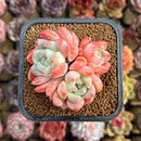 Echeveria 'Birch' Cluster 2" Succulent Plant Cutting