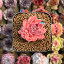 Echeveria 'Quartz Stone' 2" Succulent Plant Cutting