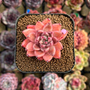 Echeveria 'Quartz Stone' 2" Succulent Plant Cutting