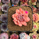 Echeveria 'Quartz Stone' 2" Succulent Plant Cutting