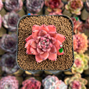 Echeveria 'Quartz Stone' 2" Succulent Plant Cutting