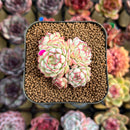 Echeveria 'Red Boats' 1"-2" Cluster Succulent Plant Cutting