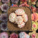 Echeveria 'Red Boats' 1"-2" Cluster Succulent Plant Cutting