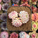 Echeveria 'Red Boats' 1"-2" Cluster Succulent Plant Cutting