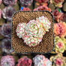 Echeveria 'Red Boats' 1"-2" Cluster Succulent Plant Cutting