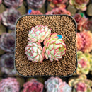 Echeveria 'Red Boats' 1"-2" Cluster Succulent Plant Cutting