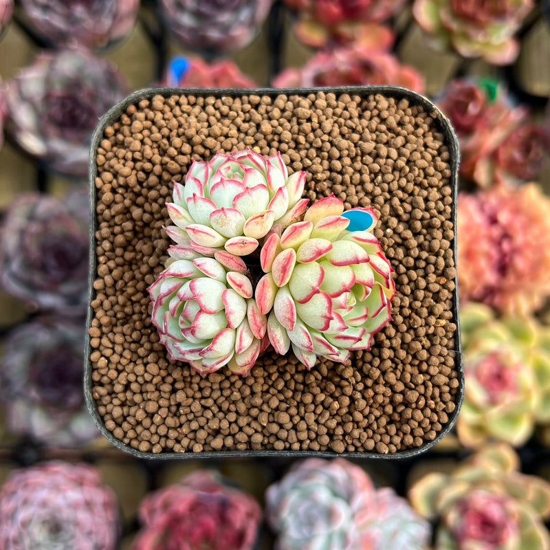 boat succulent Echeveria 'Red Boats' 1"-2" Cluster Succulent Plant Cutting – True Succulents Plant Co