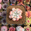 Echeveria Hybrid sp. 1"-2" Seed-Grown Unique Individual Succulent Plant Cutting
