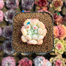 Echeveria Hybrid sp. 1"-2" Seed-Grown Unique Individual Succulent Plant Cutting
