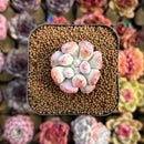 Echeveria Hybrid sp. 1"-2" Seed-Grown Unique Individual Succulent Plant Cutting
