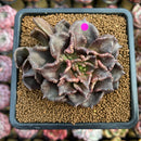 Echeveria 'Super Bowl' 3" Double Head Succulent Plant Cutting