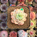 Echeveria 'Glazed Calyx' 2" Succulent Plant Cutting