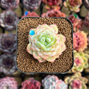 Echeveria 'Glazed Calyx' 2" Succulent Plant Cutting