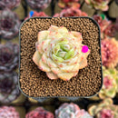 Echeveria 'Glazed Calyx' 2" Succulent Plant Cutting