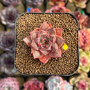 Echeveria Purposorum x Longissima Carunculated 2" Succulent Plant Cutting