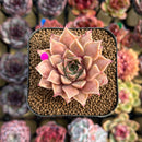 Echeveria Purposorum x Longissima Carunculated 2" Succulent Plant Cutting
