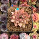 Echeveria Purposorum x Longissima Carunculated 2" Succulent Plant Cutting