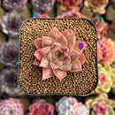 Echeveria Purposorum x Longissima Carunculated 2" Succulent Plant Cutting