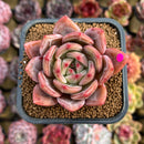 Echeveria 'Pink Champaign' 2" Succulent Plant Cutting