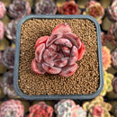 Echeveria 'Lovebird' 2" Seed-Grown Unique Individual Succulent Plant Cutting