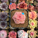 Echeveria 'Daiquiri' 1" Jelly Type Hybrid Succulent Plant Cutting