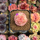 Echeveria 'Daiquiri' 1" Jelly Type Hybrid Succulent Plant Cutting