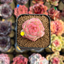 Echeveria 'Daiquiri' 1" Jelly Type Hybrid Succulent Plant Cutting