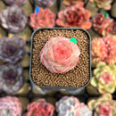 Echeveria 'Daiquiri' 1" Jelly Type Hybrid Succulent Plant Cutting