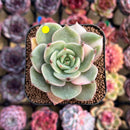 Echeveria 'Lake Baikal' Lightly Variegated 2" Succulent Plant Cutting
