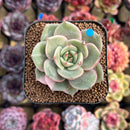 Echeveria 'Lake Baikal' Lightly Variegated 2" Succulent Plant Cutting