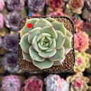 Echeveria 'Lake Baikal' Lightly Variegated 2" Succulent Plant Cutting