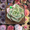 Echeveria 'Lake Baikal' Lightly Variegated 2" Succulent Plant Cutting