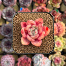 Echeveria 'Red Wine' Hybrid 1"-2" Succulent Plant Cutting